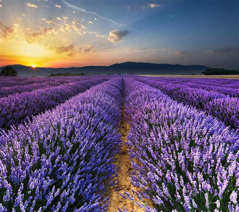 1920x1080px 1080p Free Download Lavender Fields Flowers Purple