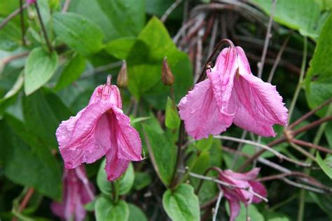 Flowering vines add height, beauty, and often scent. See our top 10 AGM climbers and wall shrubs / RHS Gardening