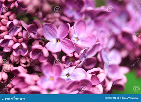 Lilac Flowers Beautiful Spring Background Of Flowering Lilac