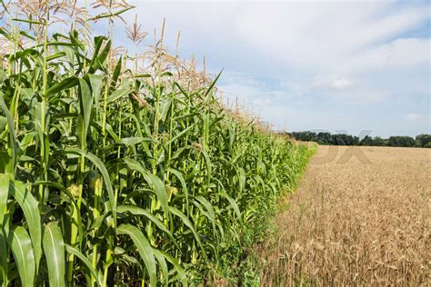 Border Corn And Wheat Fields Stock Image Colourbox