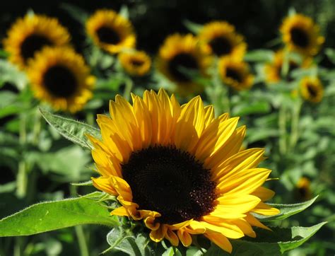 Sunflowers Bellevue Washington Larry Myhre Flickr