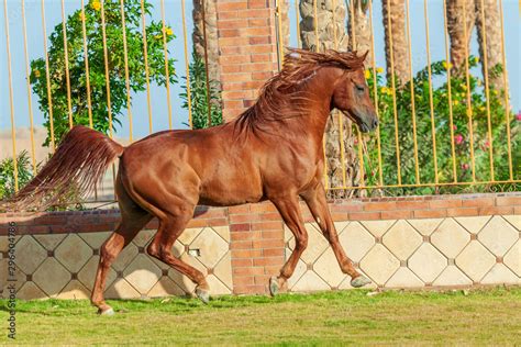 أنواع الخيول العربية الأصيلة واسمائها بالصور المرسال