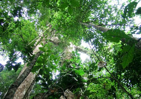 Tropical Tree Mortality New Study Reveals Why Trees Die