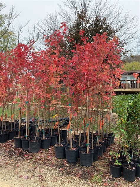 Autumn Blaze Maple — Roots To Fruits Nursery