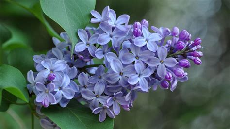 Wallpaper Lilac Flowers Inflorescence Purple Petals 2560x1600 Hd