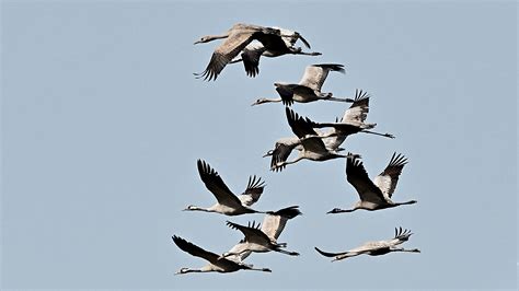 Common Cranes Great Spring Migration Birdforum