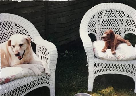Maybe you would like to learn more about one of these? Sally the lab and Sophie Irish red setter. Much loved and ...