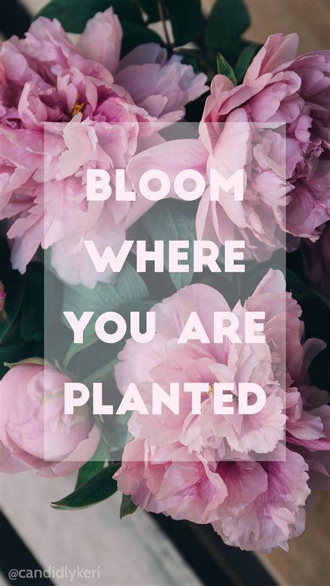 Bloom Where You Are Planted Pink Flowers Quote For Wallpaper On