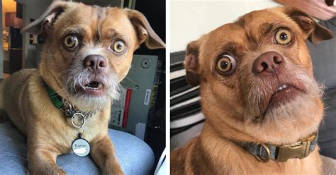 Can Dogs Make Facial Expressions