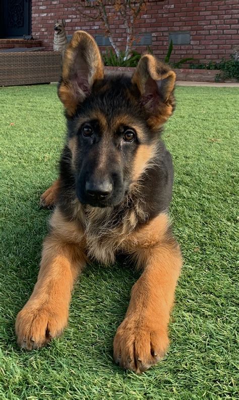 Purebred German Shepherd Puppies For Sale German Imported Dogs