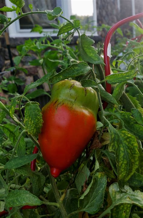 Why do tomatoes give me heartburn? Learn What Makes A Tomato Turn Red