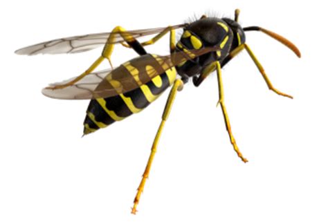 Wasps Nomo Pest Solutions