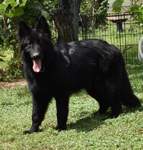 Albums 102 Wallpaper Pictures Of All Black German Shepherds Full Hd