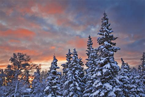 Posterazzi View Of Snow Covered Spruce Trees In A Rural Area Of