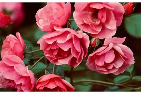 Ini 6 Cara Merawat Bunga Mawar Agar Cepat Berbunga Bintara