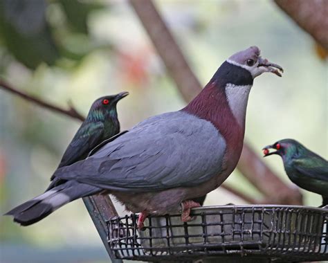Pictures And Information On Collared Imperial Pigeon