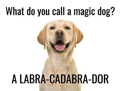 25 Dog Jokes Thatll Have You Howling Readers Digest Canada