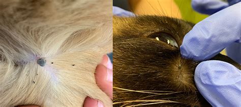 Black Ticks On Cats Symptoms Role Podcast Pictures Library