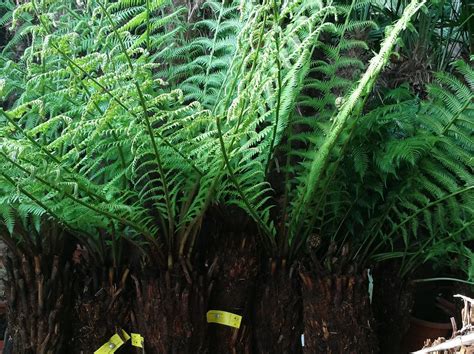 dicksonia antarctica tree ferns free uk delivery