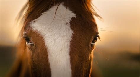 Animals Horse Closeup Wallpapers Hd Desktop And Mobile Backgrounds