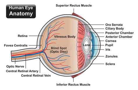Diagramma Infografico Dell Anatomia Dell Occhio Umano Illustrazione