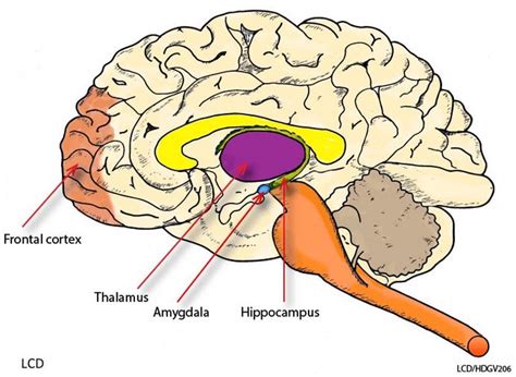 Anatomy Of Dog Brain