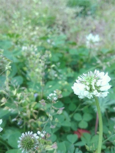 Free Download White Clover Flower Wallpapersc Iphone7plus 1080x1920