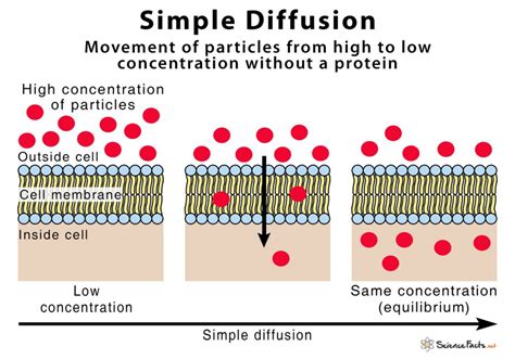 Simple Diffusion Definition With Examples And Diagram