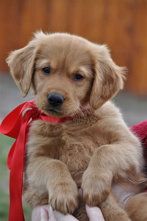 I Want One Maybe For A Day Golden Retriever Puppy Perros