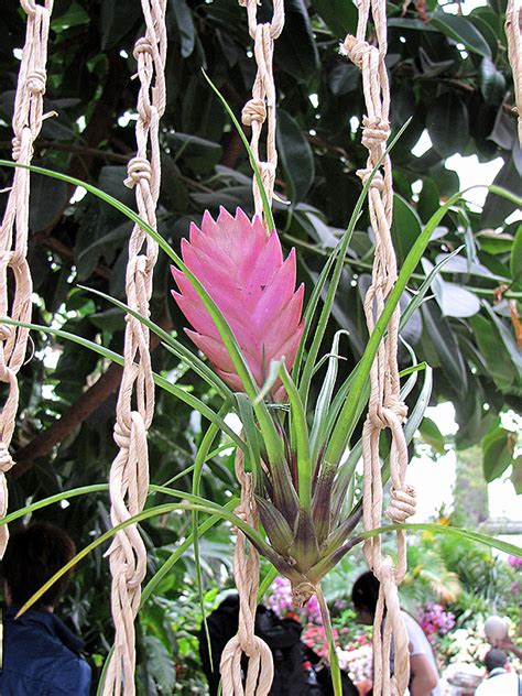 If you shop smart you can actually save a lot. Pink Quill (Tillandsia cyanea) in Burlington Williston ...