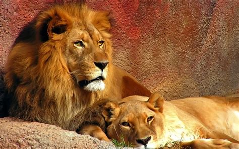 Brown Lion And Brown Lioness Lion Hd Wallpaper Wallpaper Flare