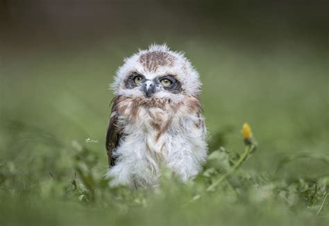 Cute Baby Owl On Grass