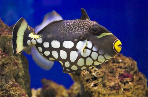 Clown Triggerfish Facts Habitat Diet Life Cycle Baby Pictures