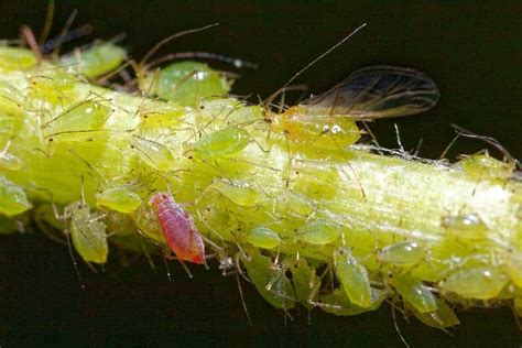How To Deal With Aphids On Pepper Plants The Bountiful Gardener