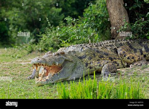 Nile Crocodile Crocodylus Niloticus With Open Mouth Lying On The