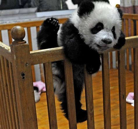 Free Wallpapers Cute Baby Panda Pictures