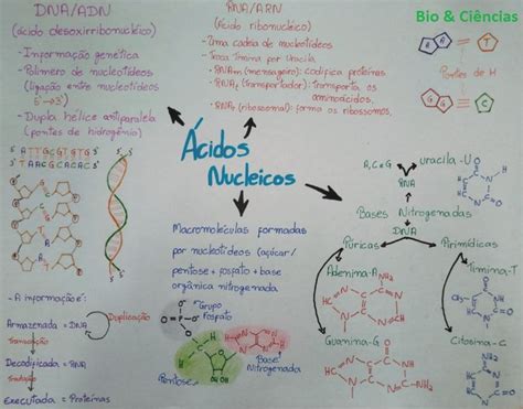 Mapa Mental ácidos Nucleicos Dna E Rna Mapa Mental Fichários Escolares