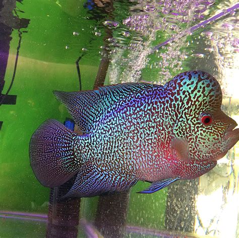 Pin By Ds Ikan On Ds Louhan Freshwater Aquarium Fish Tropical
