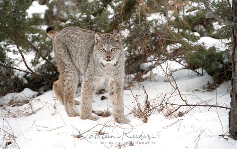 Lynx Bobcat Serval Caracal Kathleen Reeder Wildlife Photography