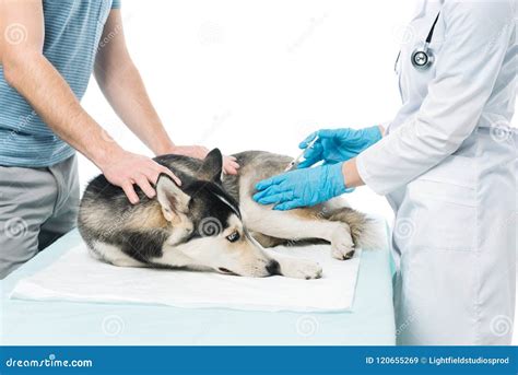 Cropped Image Of Man Holding Husky While Female Veterinarian Doing