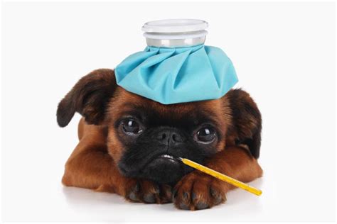Cómo Saber Si Tu Perro Está Enfermo 14 Síntomas Para Preocuparse