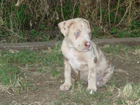 If you are looking for the perfect pup, i'm the one for you. Marketplace » PIT BULL PUPPIES FOR SALE » Pit Bull Social ...