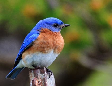 Buy A Bluebird House Today Blue Bird Beautiful Birds Bird Photo