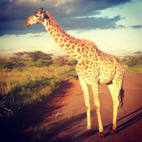 Maasai giraffe, at Nairobi National Park Adventure Bucket List, Masai