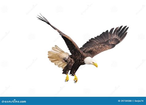 Bald Eagle Stock Photo Image Of Beak Watching Nature 39730588