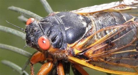 17 Year Cicadas Emerging This Spring I Need To Create Some Cicada