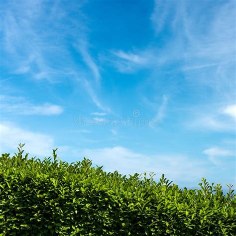 Hedge With Blue Sky Behind Stock Image Image Of Nature 14528469