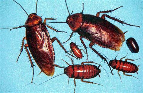 Best Way To Get Rid Of Roaches Fast How To Get Rid Of Roaches Kill Cockroaches Domyown Com