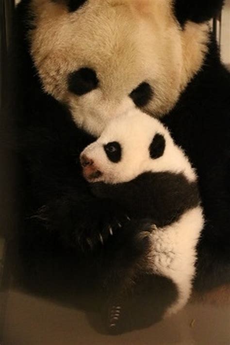 Cubs Born At Toronto Zoo Starting To Look Like Pandas Toronto Sun