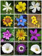 Images of Show Me Different Flowers